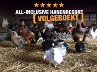 Hanenresort Hanenresort